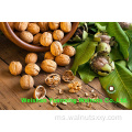 Potongan cahaya kernel walnut dari langsung